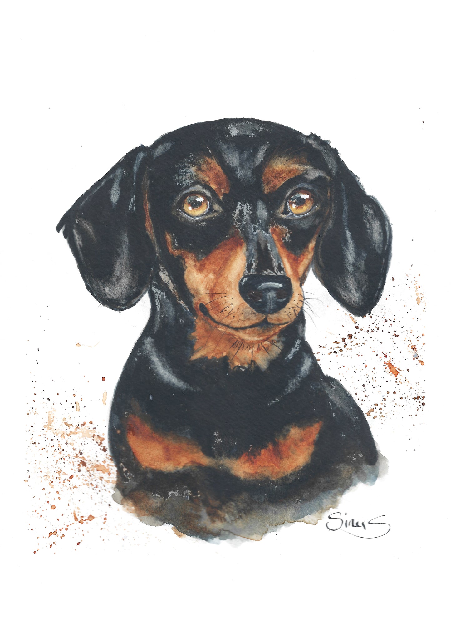 Dachshund