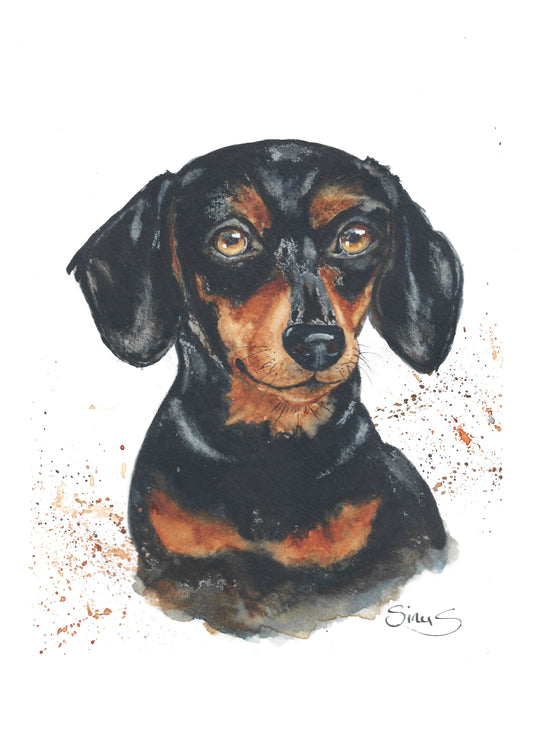 Dachshund