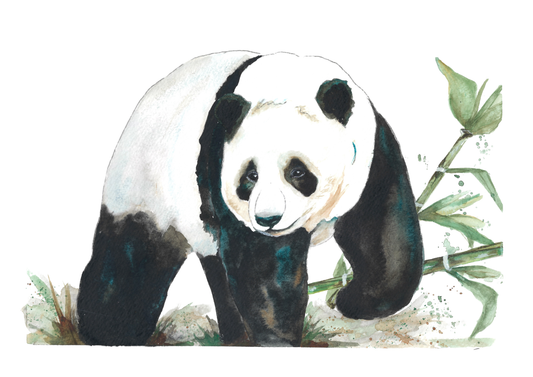 Panda2 Art Print